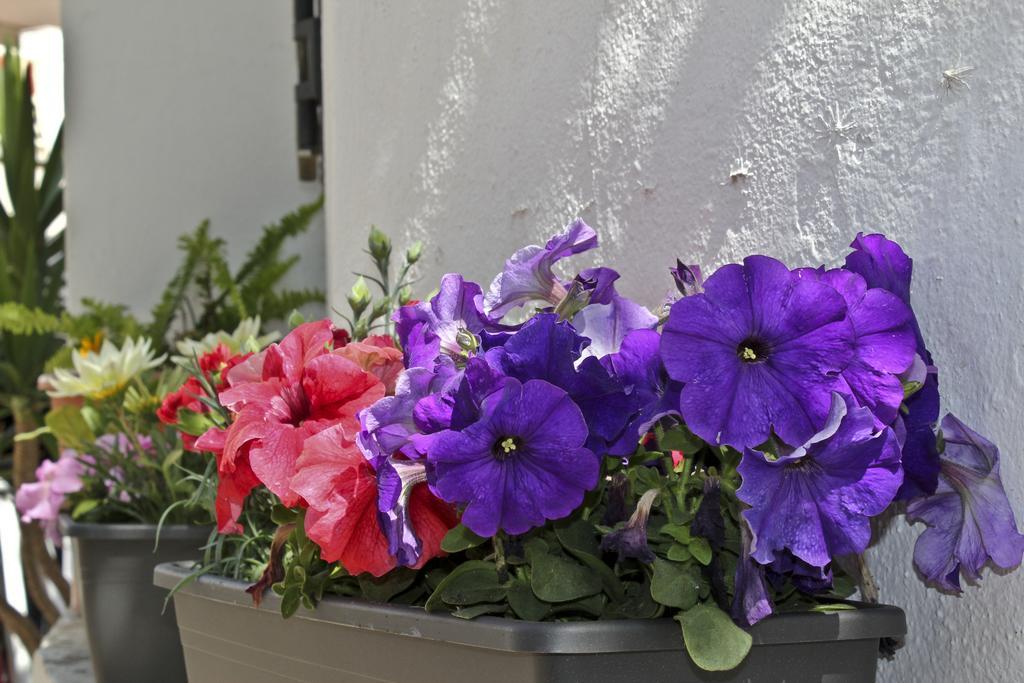 Joy Bed & Breakfast Torremolinos
